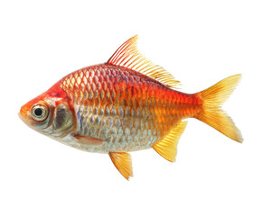 Obraz premium Bright colorful fish swimming in clear water for design use, cut out transparent