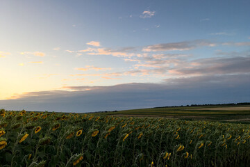 Sunflower field in countryside at dusk. Hill covered with sunflowers, dark cloudy sky in the background.