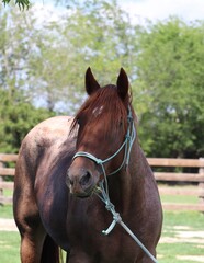 Obraz premium Red Roan Horse with Halter Eating Grass in Pasture