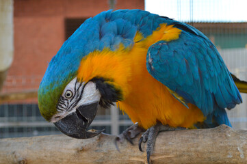 Blue-and-yellow macaw parrot showing vibrant feathers and natural behavior in captive environment
