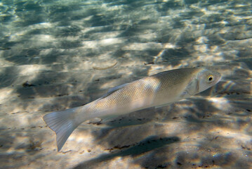 The European seabass fish - Dicentrarchus labrax