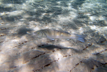 The European seabass fish - Dicentrarchus labrax