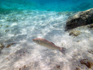 The European seabass fish - Dicentrarchus labrax