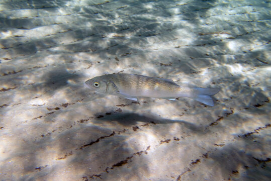 The European seabass fish - Dicentrarchus labrax