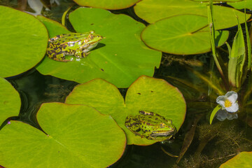 Fr&ouml;sche auf Seerosenbl&auml;ttern