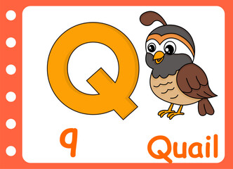 letter q for cute quail  . kids education game learning