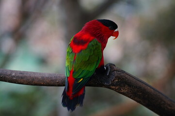 parrot, bird, tropical, wildlife, colorful