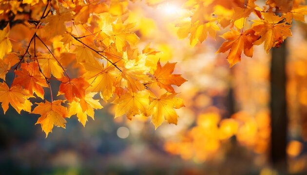 autumn maple leaves in golden hues on tree branches with soft focus background vibrant yellow and orange leaves contrast against blurred natural backdrop capturing essence of fall
