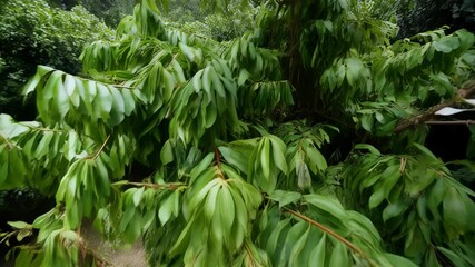 Lush green foliage in outdoor garden setting showcasing vibrant textures and sunlight filtering through leafy branches, creating a natural close-up shot.