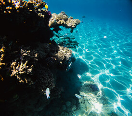 Naklejka premium Underwater view of the coral reef, tropical watersne life.
