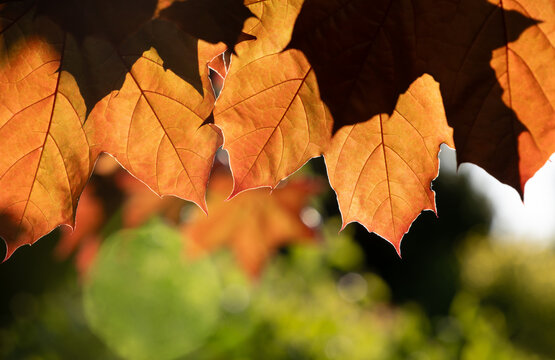 Red leaves of a tree hang from above in the picture. The sun shines through the leaves. A green meadow in the background. - Powered by Adobe
