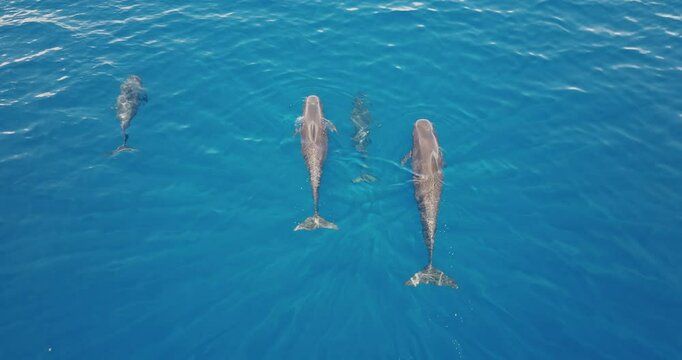 Three short-finned pilot whales swimming gracefully in the clear blue ocean water, serene and captivating scene highlights the beauty of marine life. Wild nature sea travel background, top down view