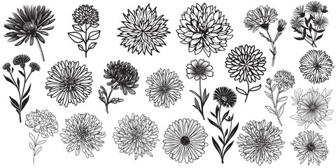 Aster flower vector set for decorations or logo