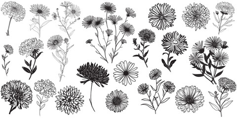 Aster flower vector set for decorations or logo