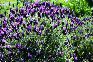 French lavender flowers. Lamiaceae herb. It is characterized by four beautiful purple bracts that...