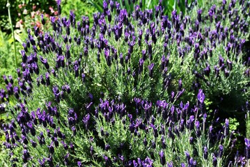 French lavender flowers. Lamiaceae herb. It is characterized by four beautiful purple bracts that...