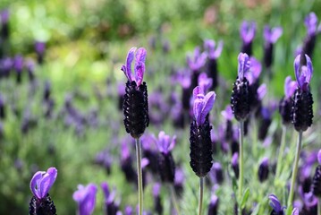 Fototapeta premium French lavender flowers. Lamiaceae herb. It is characterized by four beautiful purple bracts that look like petals at the tip of the flower spike. It blooms in early summer.