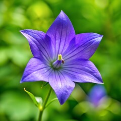 Bellflower flower purple bloom in natural garden closeup  
Bellflower plant with vibrant petals and green leaves  
