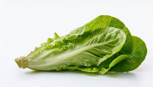 cos lettuce on white background