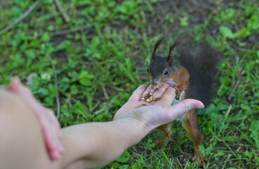 close up of hand feeding a aquirrel in with nuts in a public park in Ljubljana, Slovenia.