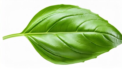 Fototapeta premium fresh green basil leaf isolated on transparent background