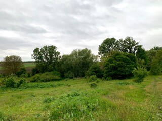 Wild landscape with contrast between gray overcast sky and lush green vegetation. Foreground features grasses and weeds, while the background shows trees like walnut, cherry plum, and maple.