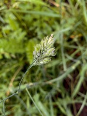 Close-up of a wild grass seed head with water droplets, surrounded by soft warm-toned green background. Natural texture and seasonal detail. Calm and earthy summer nature scene.