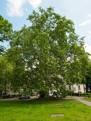 Peaceful urban park landscape with mature trees green lawn and residential buildings creating harmonious city environment
