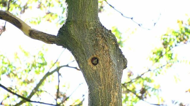 The great spotted woodpecker (Dendrocopos major) The chick squeaks and asks for food.
