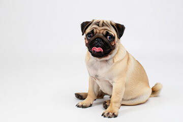 Adorable beige pug puppy sitting on white background