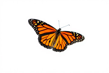 Fototapeta premium Monarch butterfly in flight isolated on white background