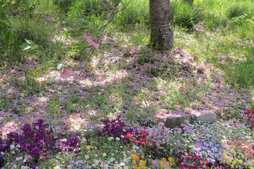 散り落ちた桜の花びら