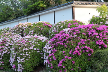 京都　伏見桃山城　満開のツツジ