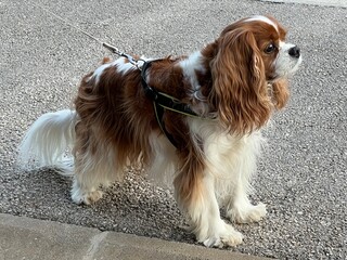  Cute cavalier king Charles spaniel waiting for its owner.  devotion and attachment concept 