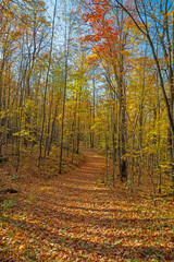 Leaf Covered Trail on a Quiet Autumn Day