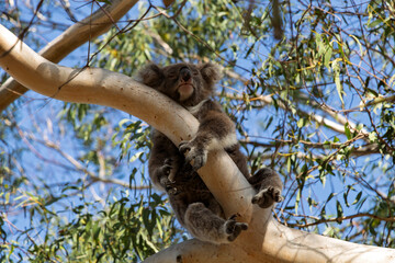 Wild Koala Resting in Eucalyptus Tree at Tower Hill Nature Reserve, Victoria, Australia
