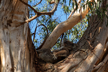 Wild Koala Resting in Eucalyptus Tree at Tower Hill Nature Reserve, Victoria, Australia