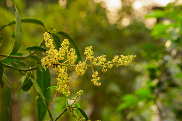 Mango flowers