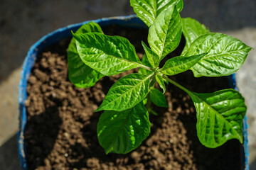 Chili pepper plant top view