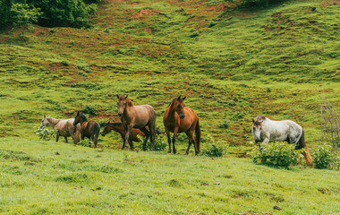 Beautiful horses in the middle of the field in Tamesis, Antioquia, Colombia.