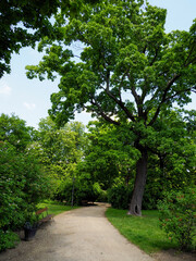 Tree-lined pathway through peaceful park garden creating natural tunnel with dappled sunlight