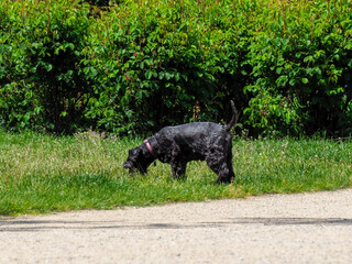 Black dog grazing and investigating grass surface in park setting with lush green vegetation...