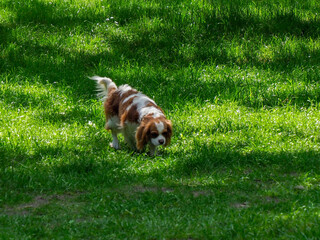 Brown and white Australian Shepherd dog investigating ground surface with nose down in lush green...