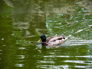 Wild mallard duck swimming gracefully in calm green pond water creating ripples and peaceful aquatic wildlife scene
