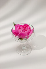 Pink peony in coctail glass against white background