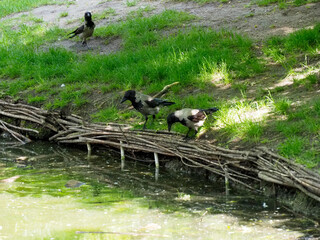Black crow and white cat unexpected encounter on green grass near fallen tree creating interspecies moment