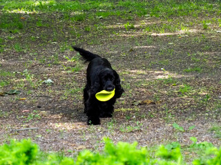 Playful black dog carrying yellow frisbee running across forest clearing on sunny spring day