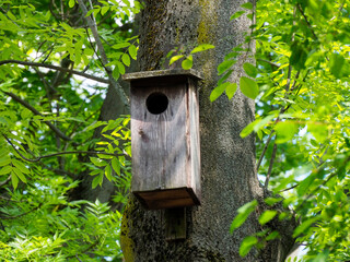 Rustic wooden birdhouse attached to tree trunk surrounded by lush green foliage in forest setting