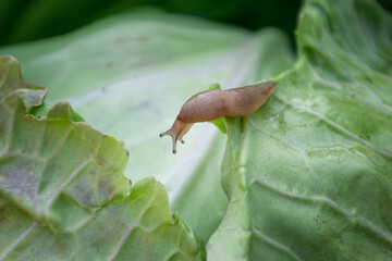 Close up selective focus of a slug crawling on a vibrant green cabbage leaf, highlighting the...