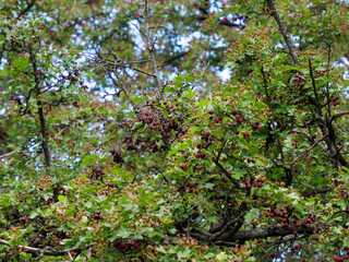 Fototapeta premium Dense hawthorn bush with ripening red berries scattered throughout green leafy branches